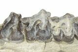 Fossil Running Rhino (Subhyracodon) Right Maxilla - Wyoming #216120-4